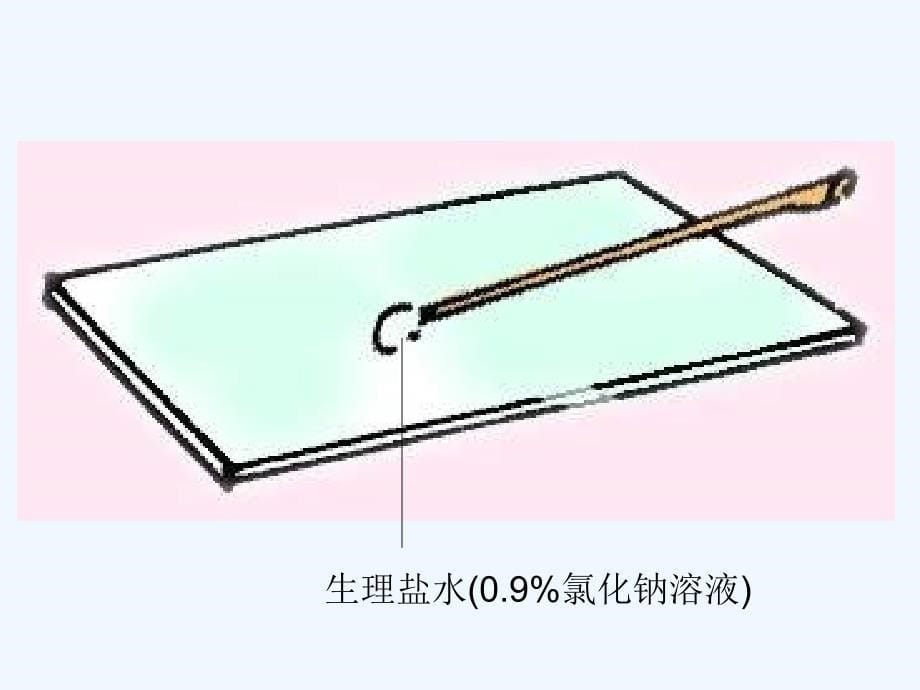 《细胞的基本结构和功能》课件5（28页）（北师大版七年级上）_第5页