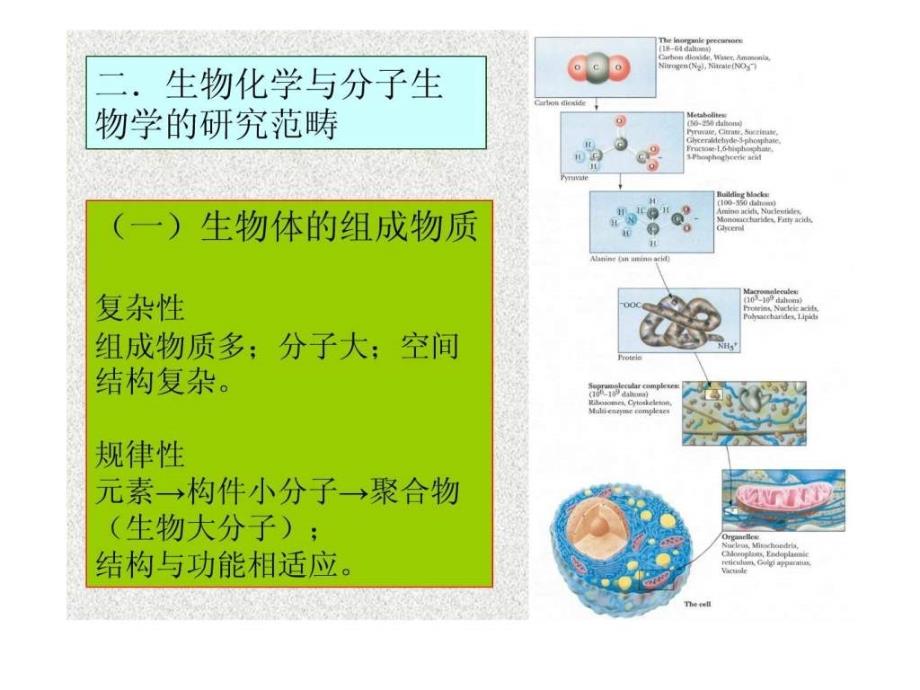 生物化学与分子生物学ppt_第3页