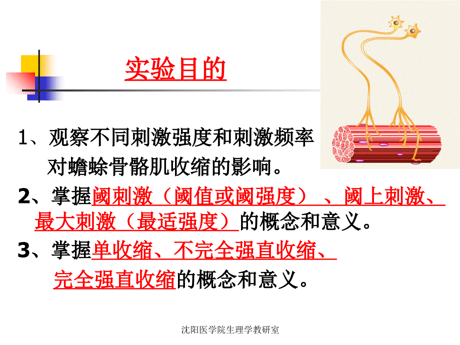 刺激强度、频率对蟾蜍骨骼肌收缩的影响_第2页