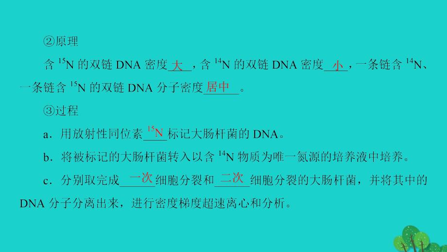 2016_2017学年高中生物第4章遗传的分子基础第2节dna分子的结构和复制第2课时dna分子的复制课件苏教版必修_第4页