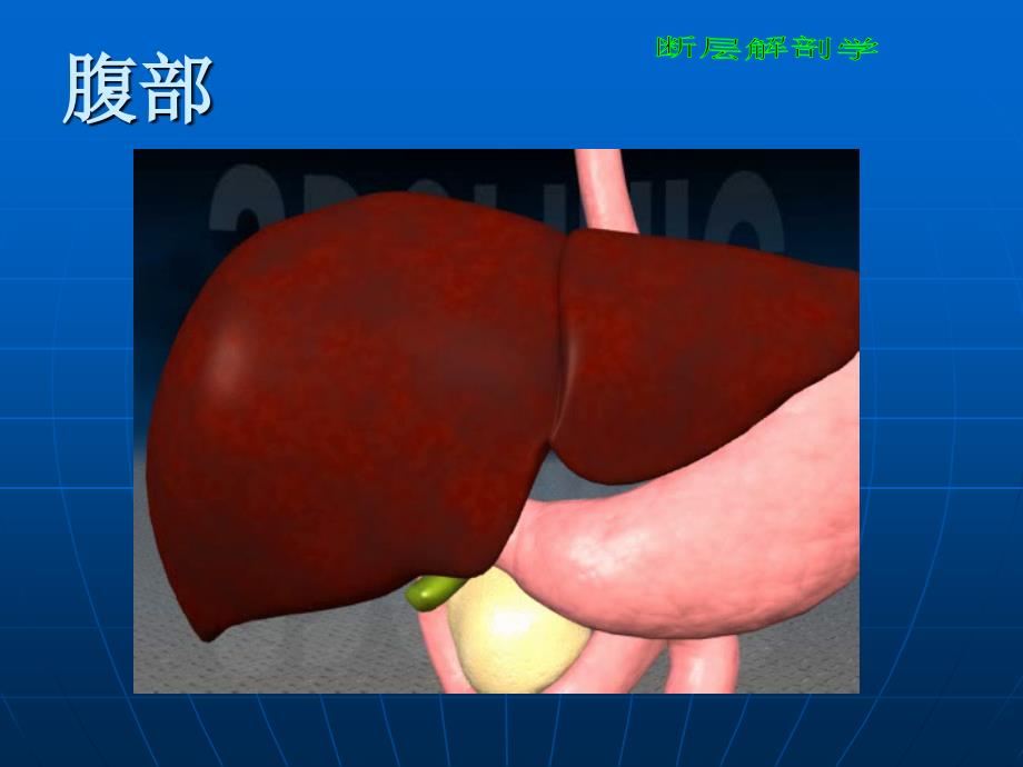 断层解剖学_腹部ppt课件_第1页