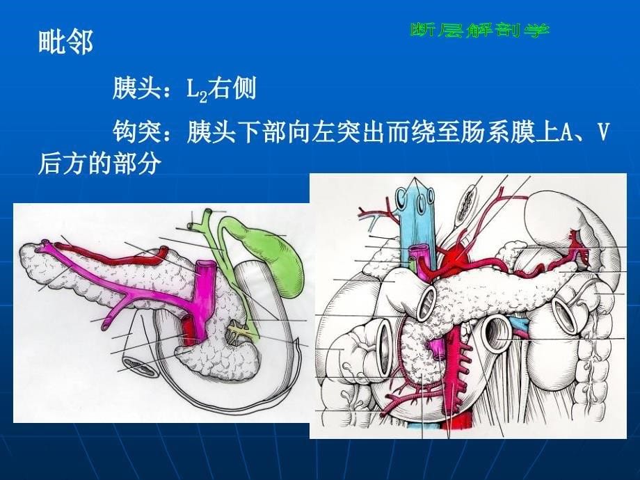 断层解剖学_腹部ppt课件_第5页