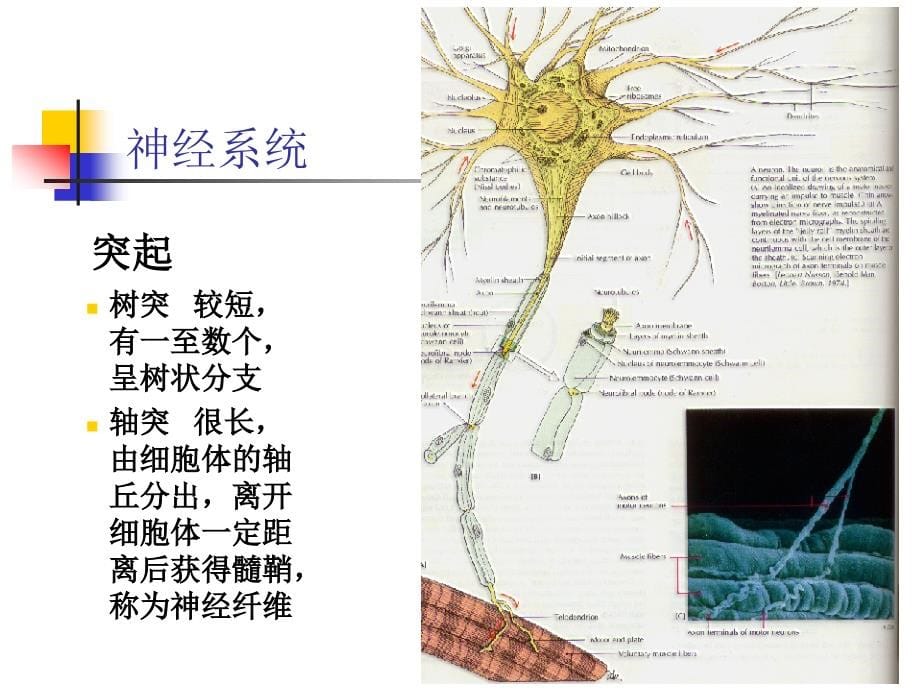 神经系统_（人体解剖生理学）ppt课件_第5页