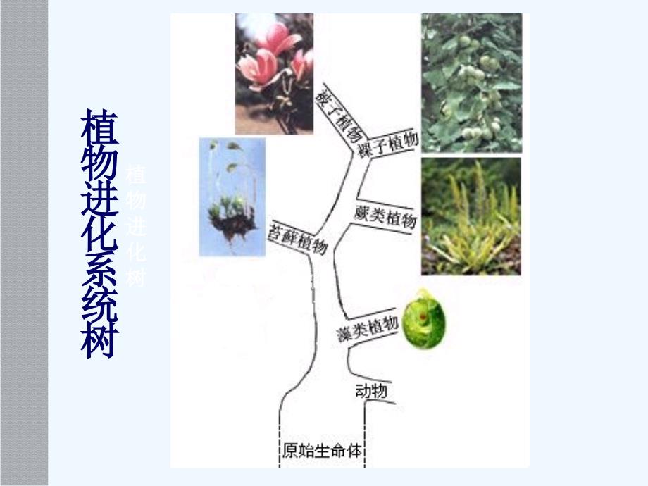 《植物的主要类群》课件（北师大版八年级下）_第3页