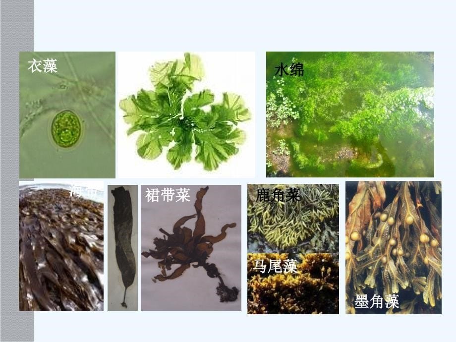 《植物的主要类群》课件（北师大版八年级下）_第5页