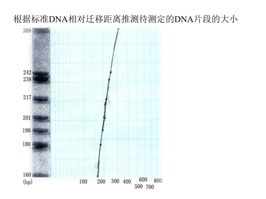 《核酸电泳与检测》ppt课件_第5页