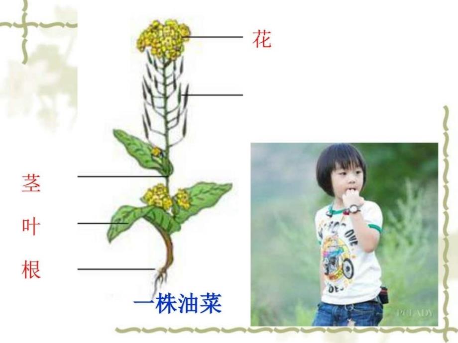 小学四年级科学课件_油菜花开了_各种各样的花_花、果实_第3页