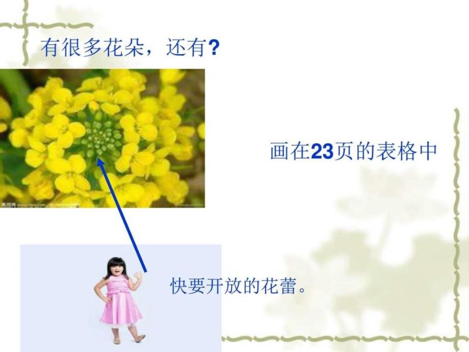 小学四年级科学课件_油菜花开了_各种各样的花_花、果实_第4页