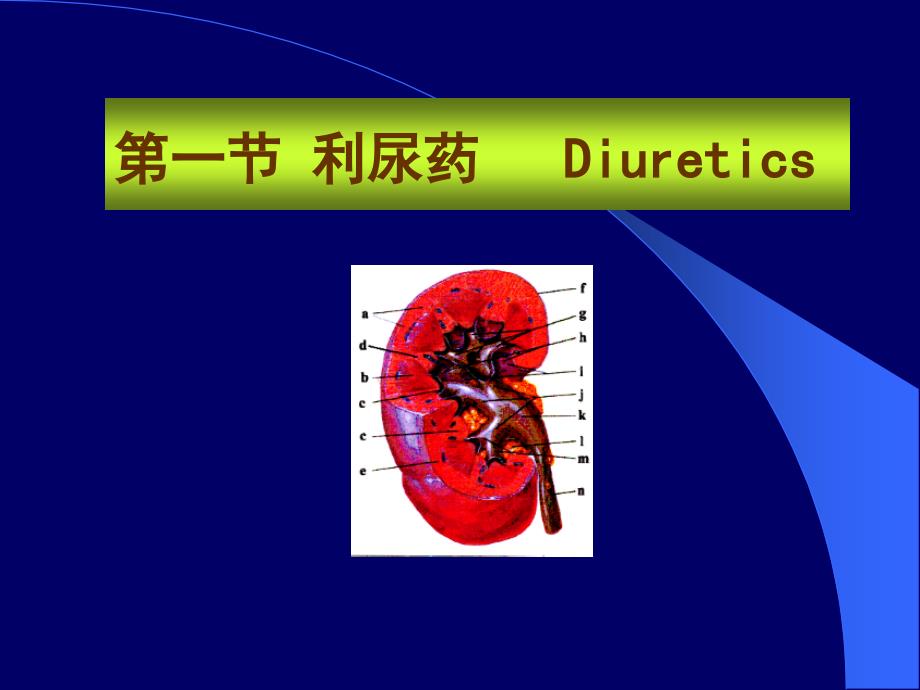 《xin利尿药》ppt课件_第2页