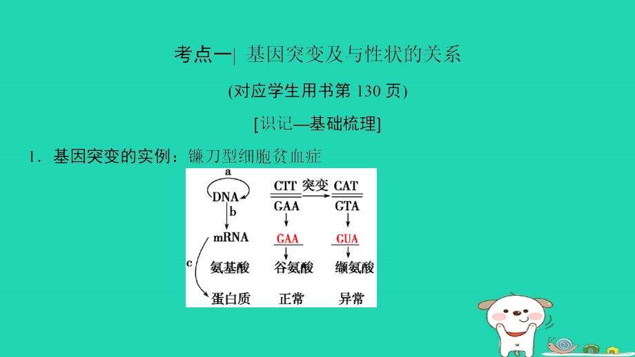 全国版2019版高考生物一轮复习第7单元生物的变异育种和进化第1讲基因突变和基因重组课件_第4页