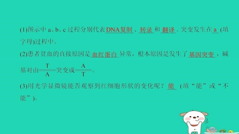 全国版2019版高考生物一轮复习第7单元生物的变异育种和进化第1讲基因突变和基因重组课件_第5页