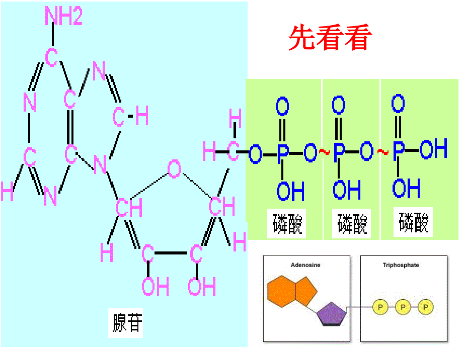 高中生物第五章第二节细胞的能量“通货”——atp课件新人教版必修_第2页