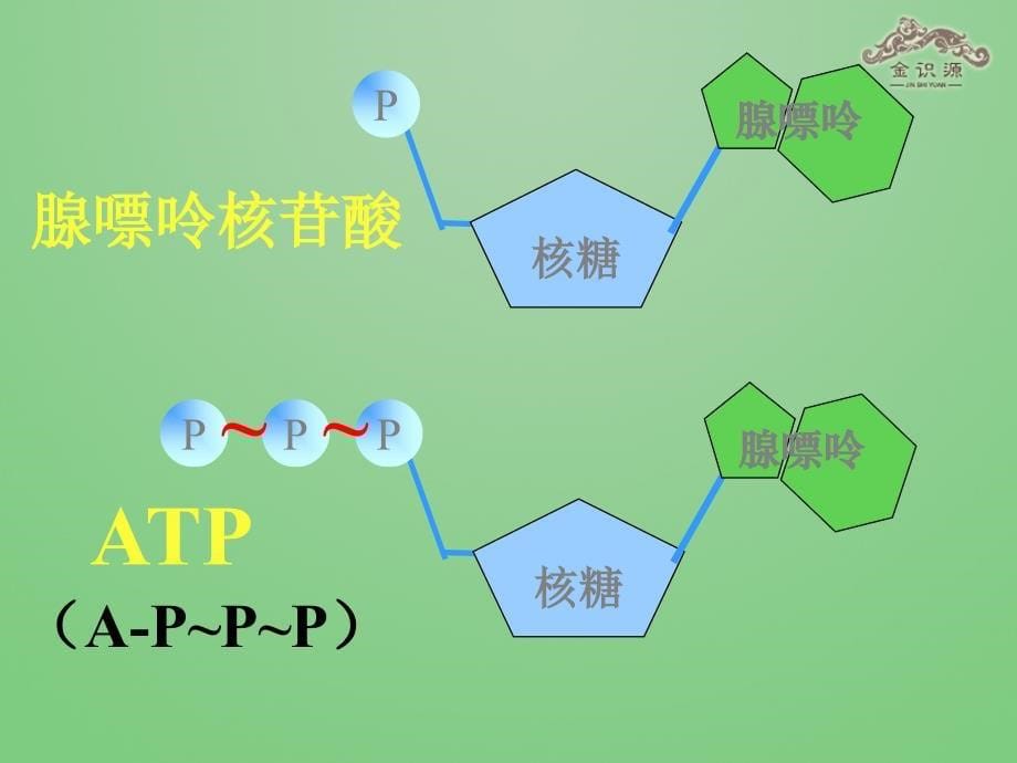 高中生物第五章第二节细胞的能量“通货”——atp课件新人教版必修_第5页