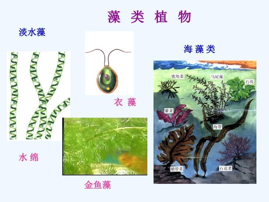 七年级生物上册 第一节藻类、苔藓和蕨类植物课件 济南版_第5页