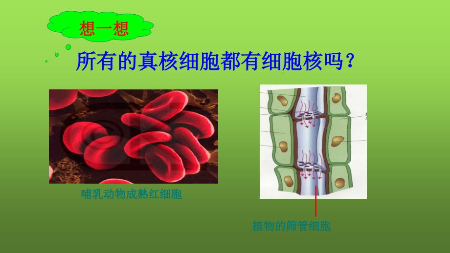 高中生物必修1：3.3《细胞核》课件_第3页