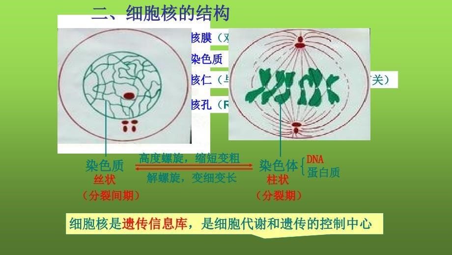 高中生物必修1：3.3《细胞核》课件_第5页