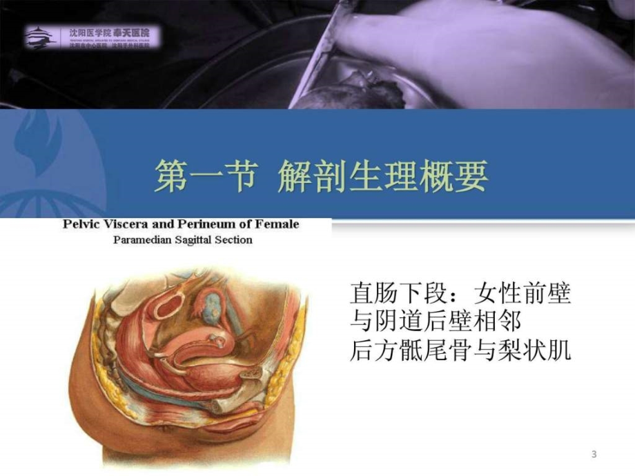 课件-第四十章结、直肠与肛管疾病（上_第3页