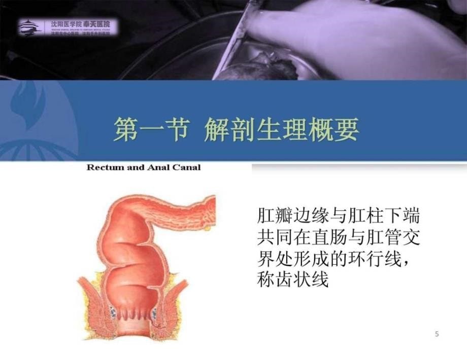 课件-第四十章结、直肠与肛管疾病（上_第5页