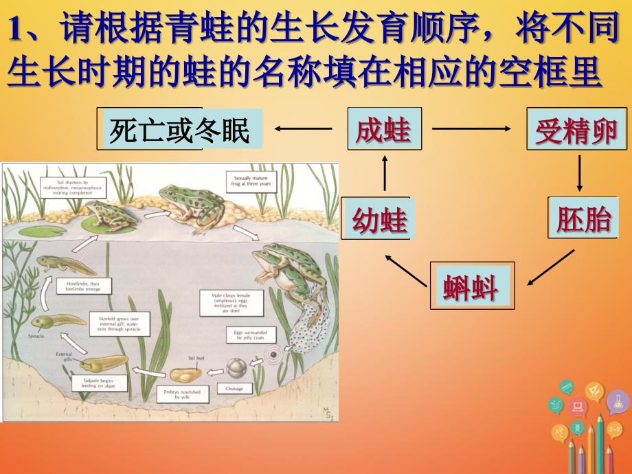 浙江省湖州市长兴县七年级科学下册第1章代代相传的生命1.3动物的生长时期1课件新版浙教版_第4页