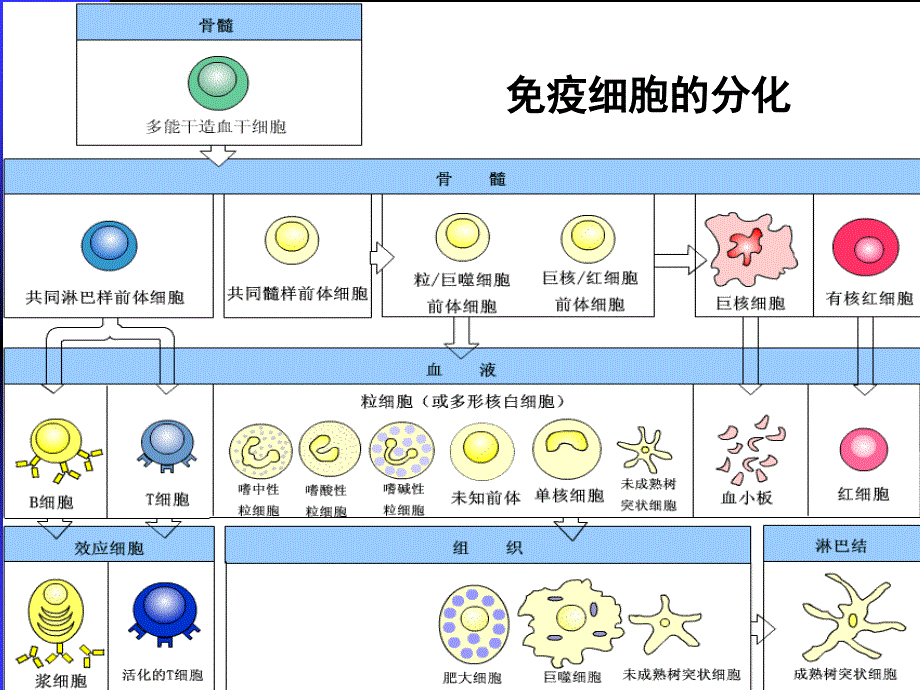 b淋巴细胞及抗原提呈细胞_第2页