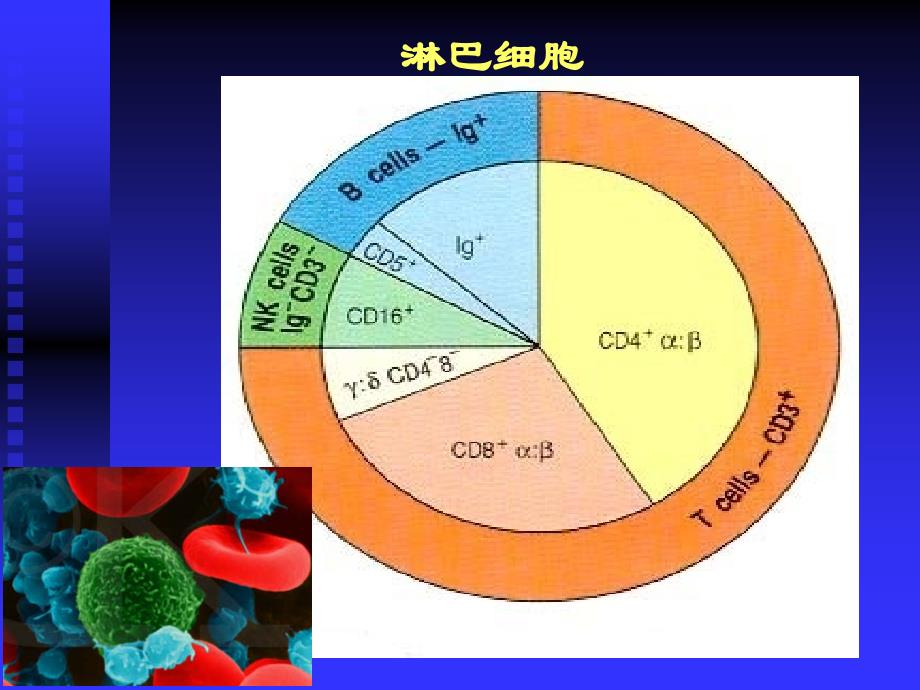 b淋巴细胞及抗原提呈细胞_第4页