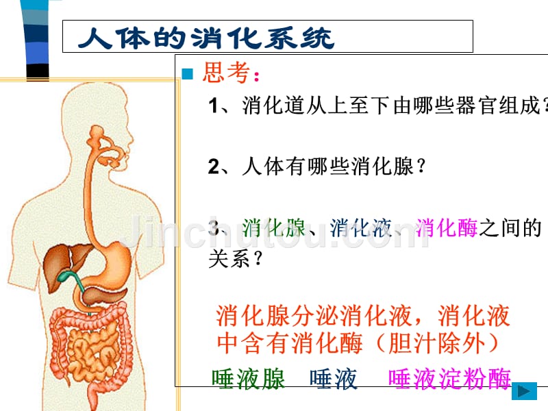 冀教版七年级下生物：（2013年春使用）《第一章第二节食物的消化》课件1_第3页