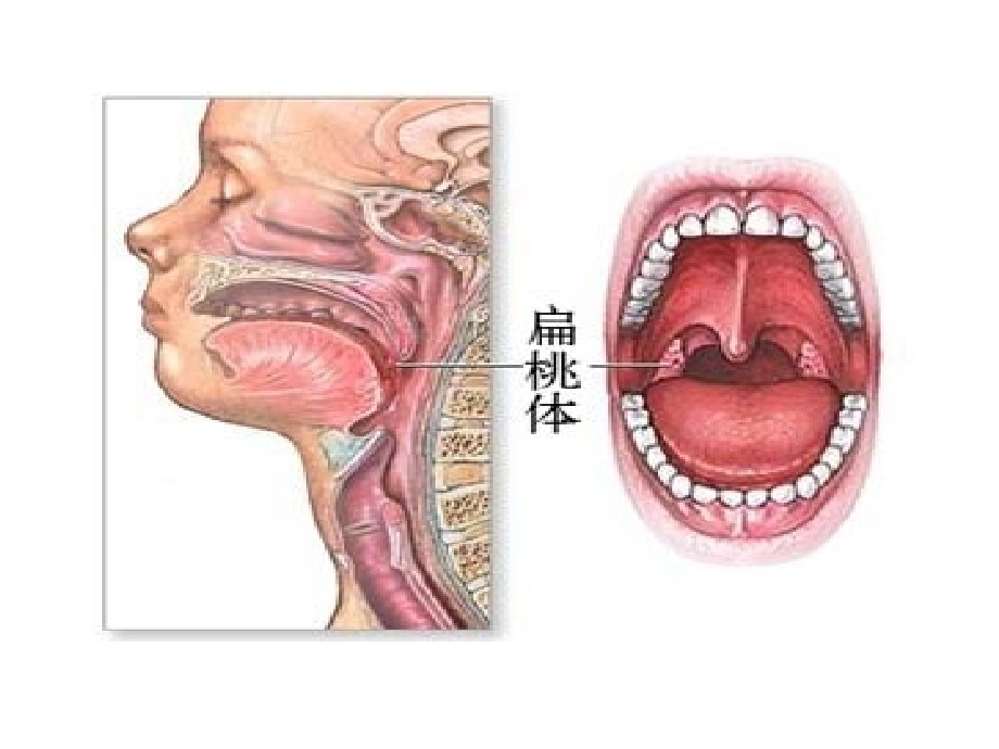 高中生物必修三人教版24免疫调节课件_第4页