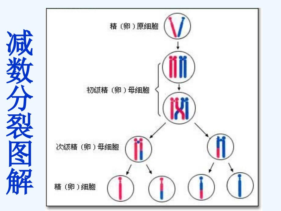 《基因的显性和隐性》课件5（29页）（人教版八年级下）_第2页