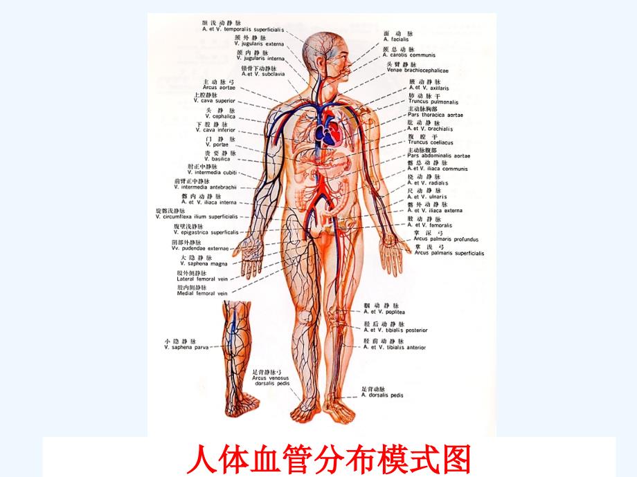 天津市第二七年级生物下册 4.4.3 输送血液的泵-心脏课件 新人教版_第2页