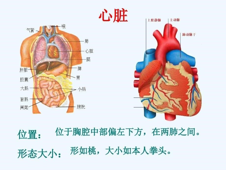 天津市第二七年级生物下册 4.4.3 输送血液的泵-心脏课件 新人教版_第5页