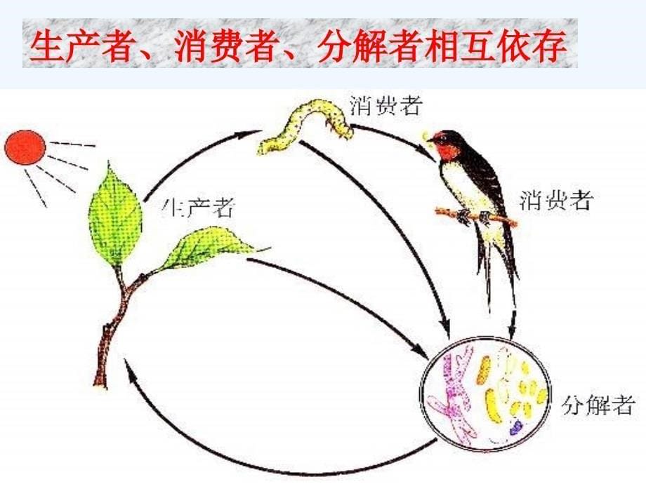 人教版七年级生物上课件《生物与环境组成生态系统》1_第5页