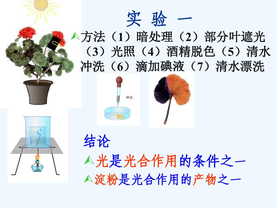 冀教版八年级生物上册3.3.1光合作用的产物（课件2 ）_第2页