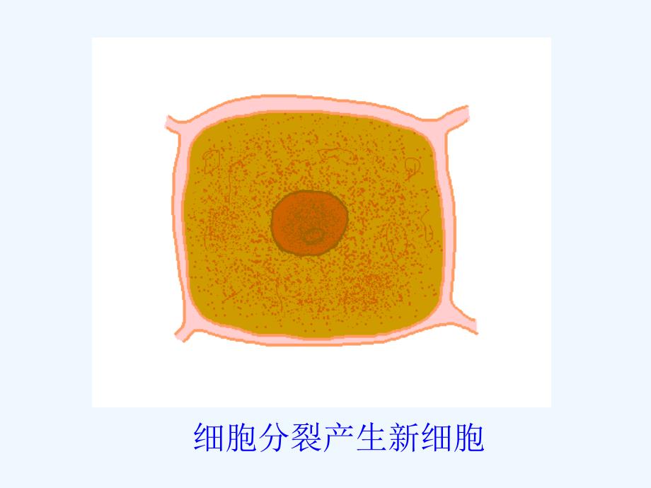 北京市和平北路学校生物人教版七年级上册 细胞1 课件_第3页