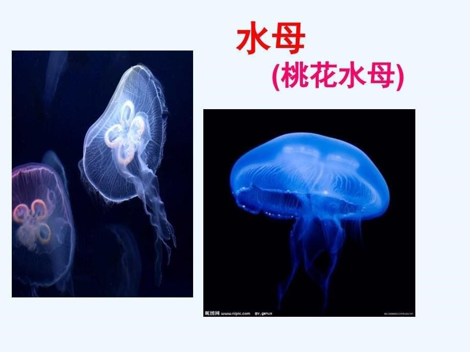 八年级生物上册 第五单元 第一章 第一节 腔肠动物和扁形动物课件 新人教版_第5页