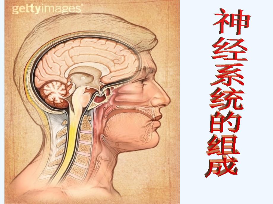 山东省招远市金岭镇邵家初级中学七年级生物下册 神经系统的组成课件 鲁科版_第2页