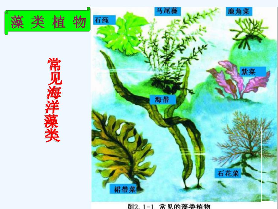 山东专用：济南版生物七年级上《绿色植物的主要类群》课件1_第3页