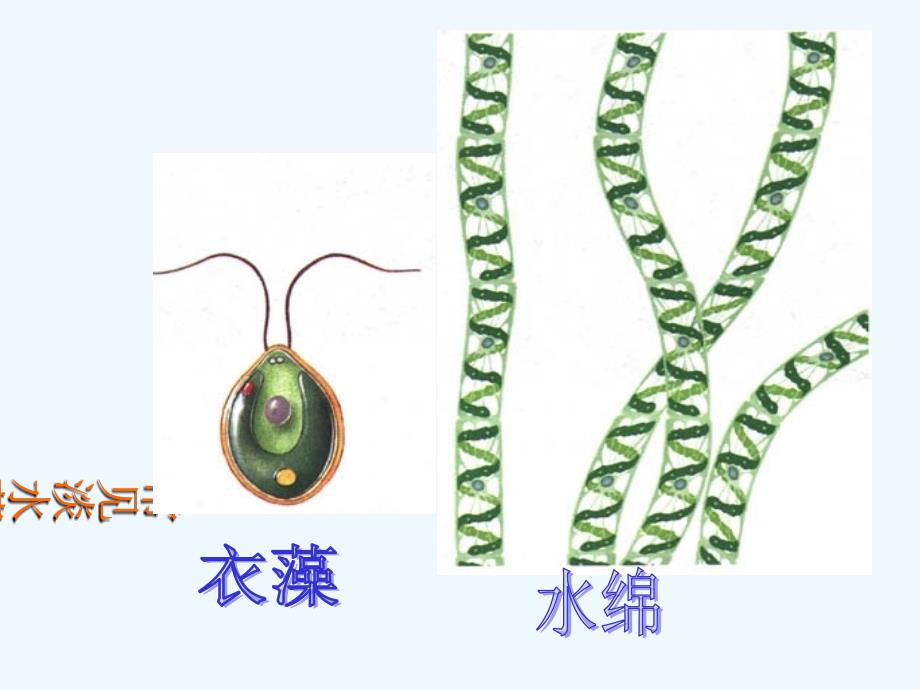 山东专用：济南版生物七年级上《绿色植物的主要类群》课件1_第4页