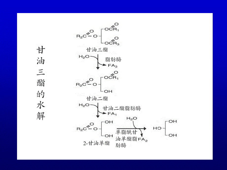 生物化学脂肪代谢_第1页