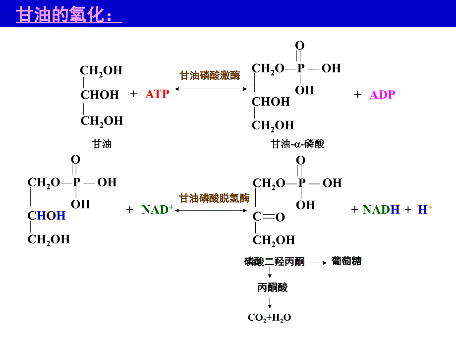 生物化学脂肪代谢_第2页