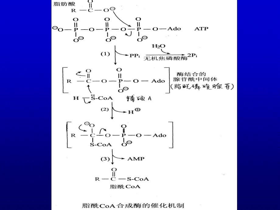 生物化学脂肪代谢_第5页