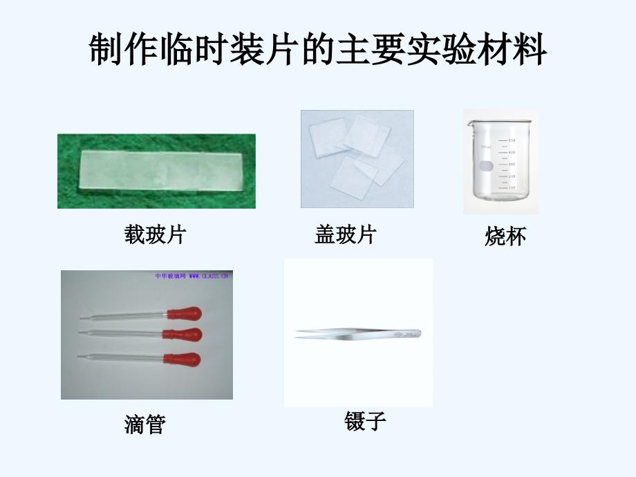 北京市和平北路学校生物人教版七年级上册 1.2 观察植物细胞 课件_第2页