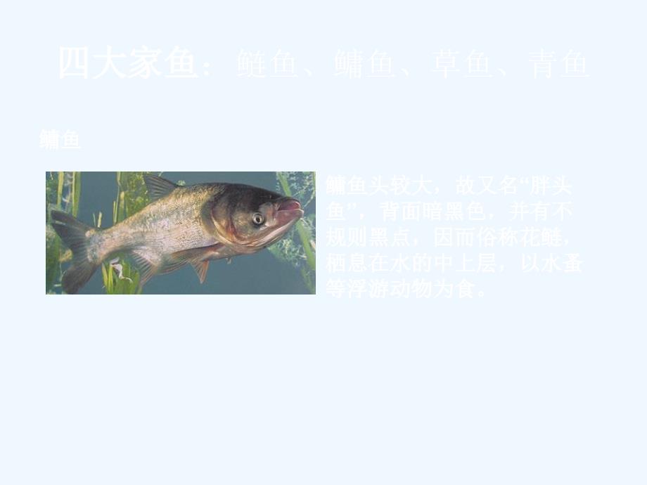 八年级生物人教版上册课件：5.1.4《鱼》课件4_第4页