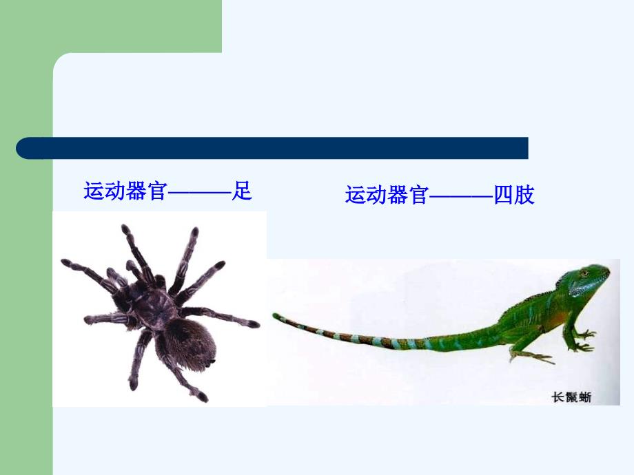 冀教版八年级生物上册 4.1.2运动的完成（课件1）_第3页