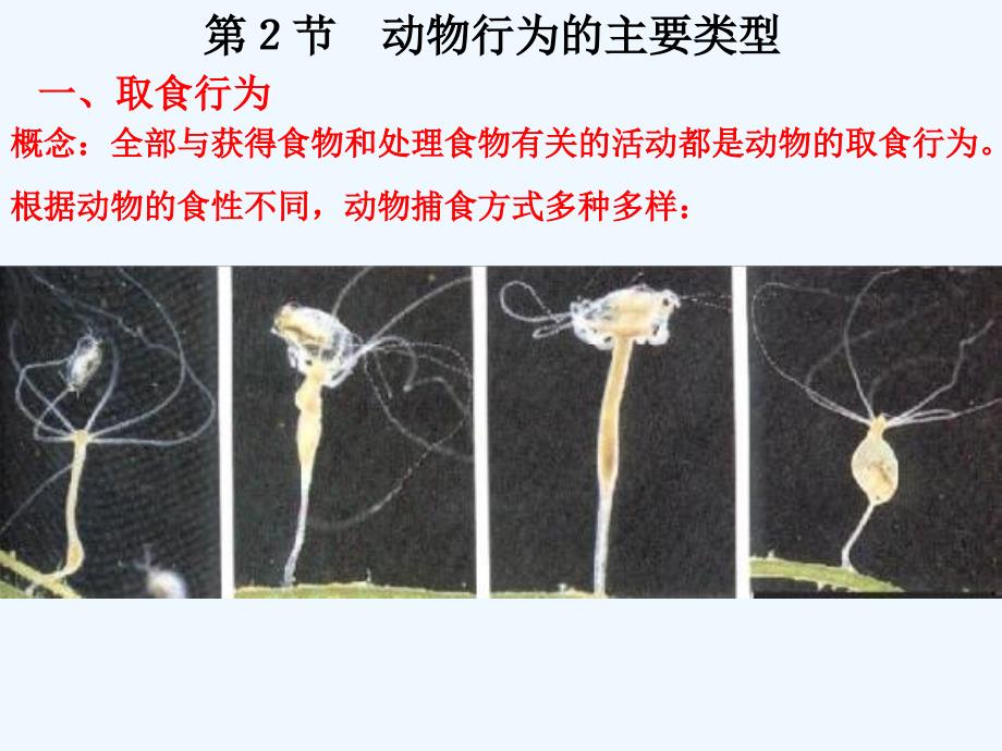 北师大版生物八年级上第二节《动物行为的主要类型》课件_第3页