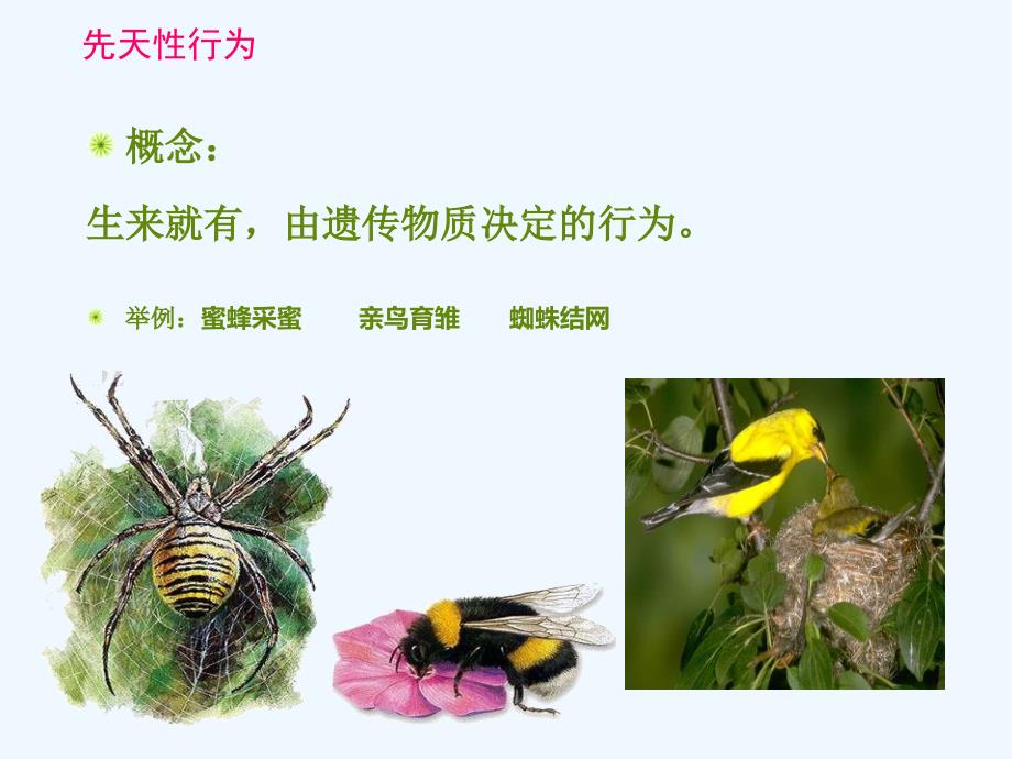 冀教版八年级生物上册 4.2.3先天性行为和学习行为【课件2】_第4页