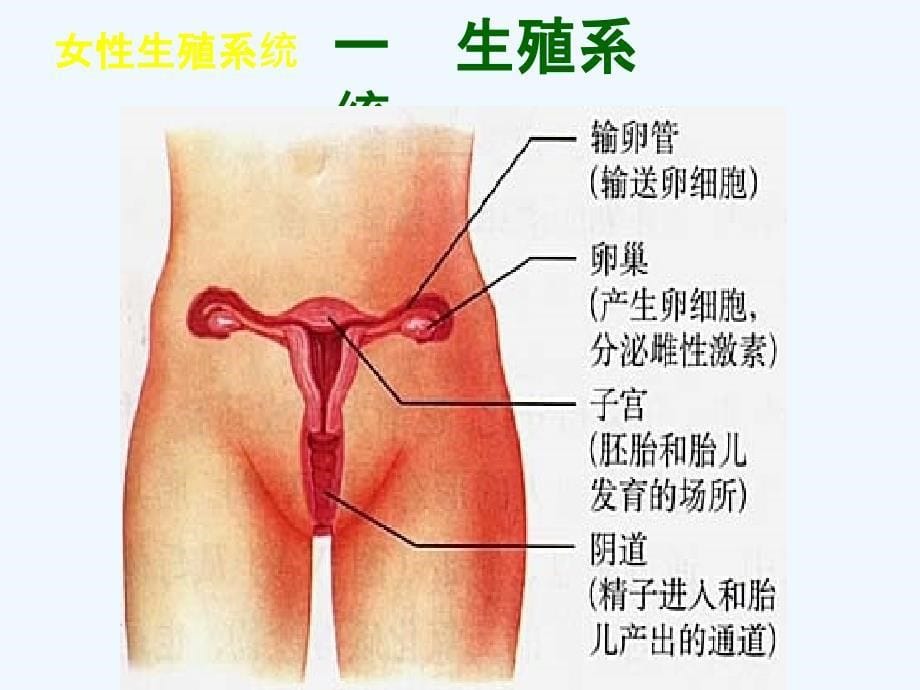 天津市佳春中学七年级生物《人的生殖》课件_第5页