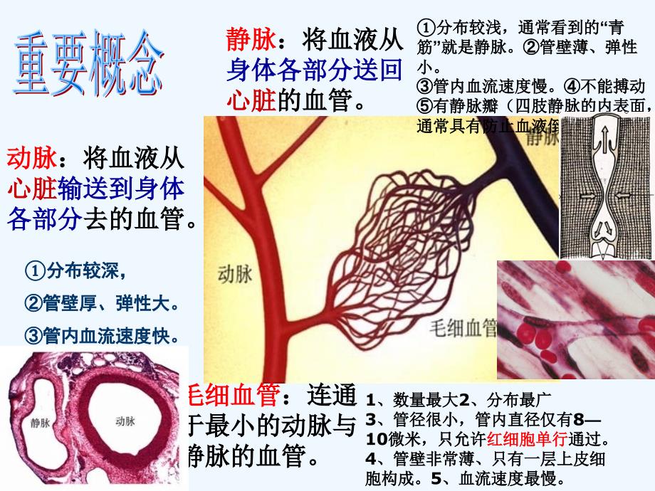 七年级生物下册 第三节《输送血液的泵-心脏》课件 新人教版_第2页