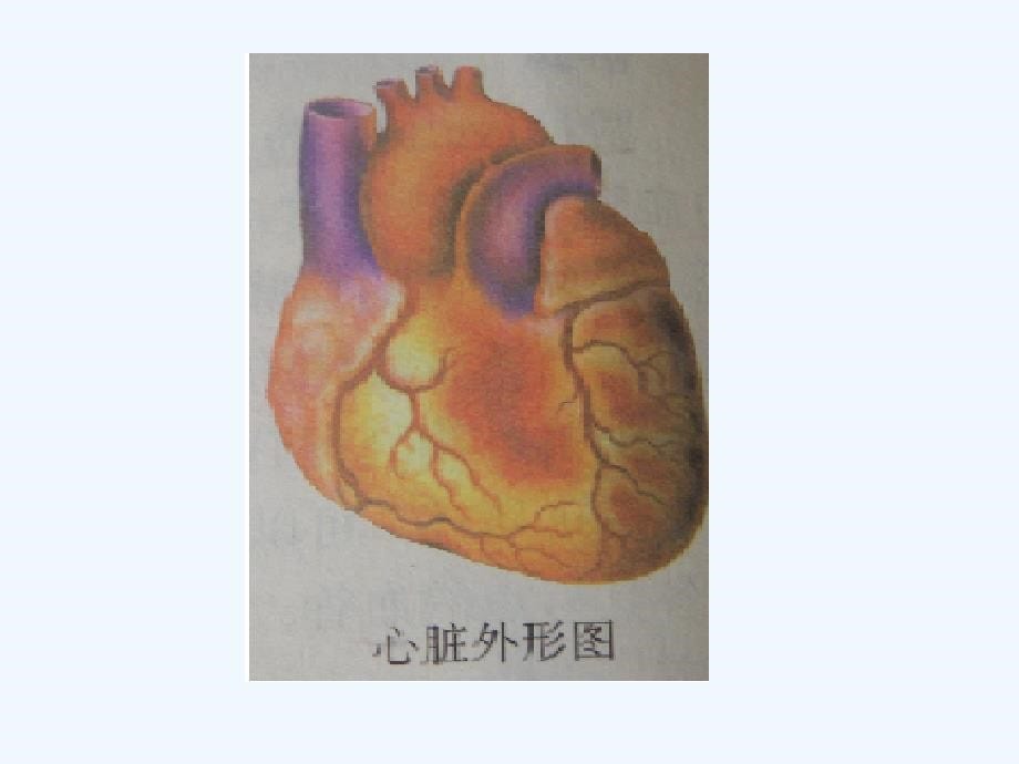 七年级生物下册 第三节《输送血液的泵-心脏》课件 新人教版_第5页