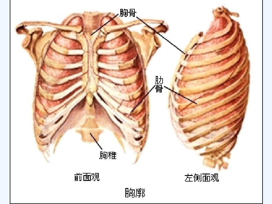 七年级生物下册 第四单元 第三章《人体的呼吸》第二节《发生在肺内的气体交换》课件 新人教版_第4页