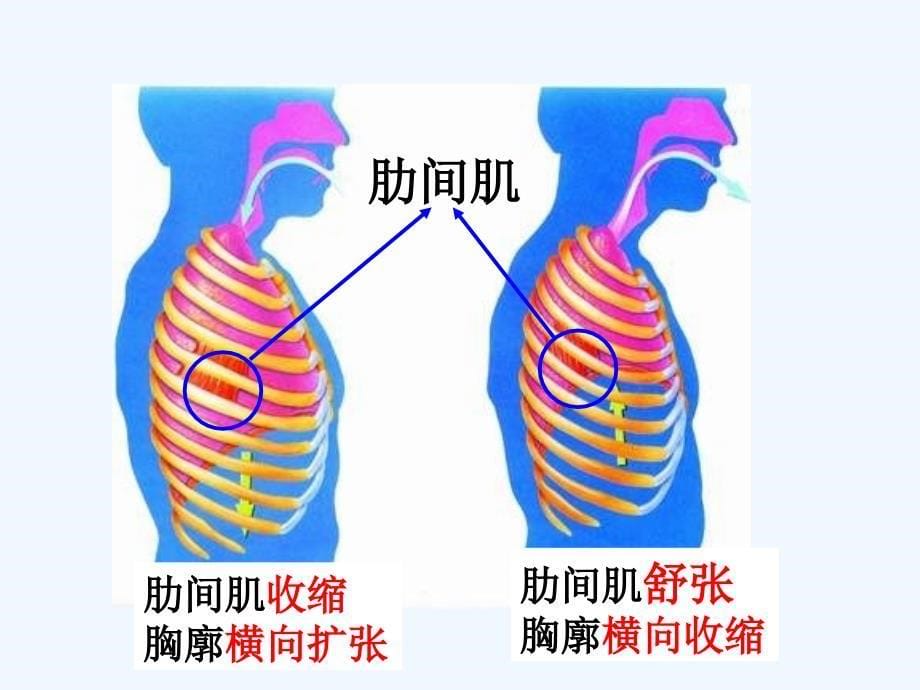 七年级生物下册 第四单元 第三章《人体的呼吸》第二节《发生在肺内的气体交换》课件 新人教版_第5页